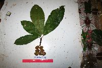 Elaeocarpus amplifolius image