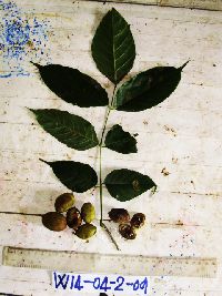 Millettia pinnata image