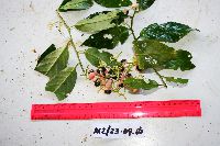 Thumbnail image of current specimen