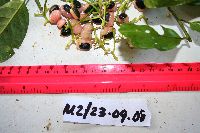 Thumbnail image of current specimen