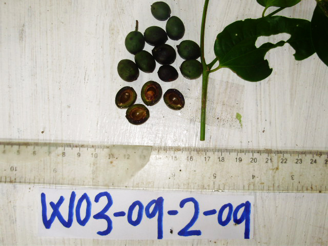 Cannabaceae image