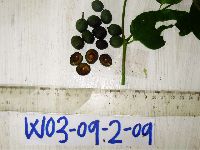 Celtis philippensis image