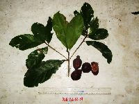 Terminalia complanata image