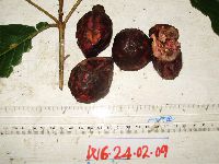 Terminalia complanata image