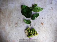 Media resource of Aceratium ledermannii