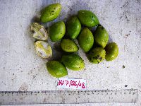 Aceratium ledermannii image