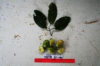 Garcinia ledermannii image