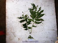 Garuga floribunda image