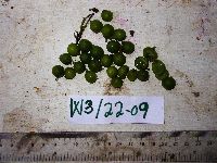 Garuga floribunda image