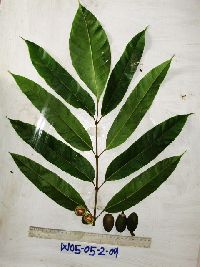 Canarium indicum image