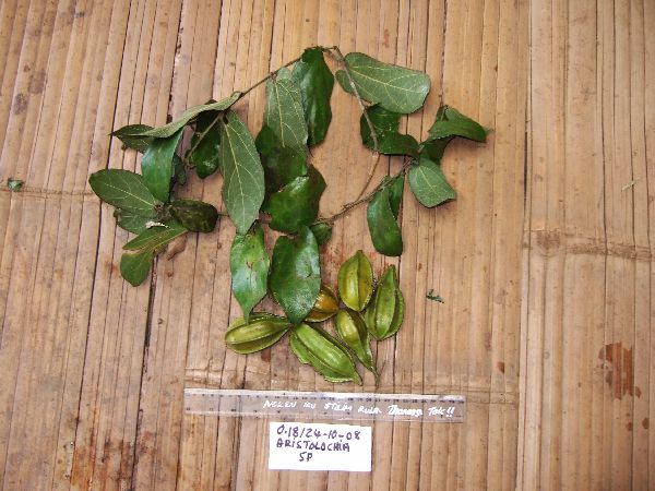 Aristolochia schlechteri image