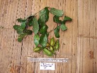 Image of Aristolochia schlechteri