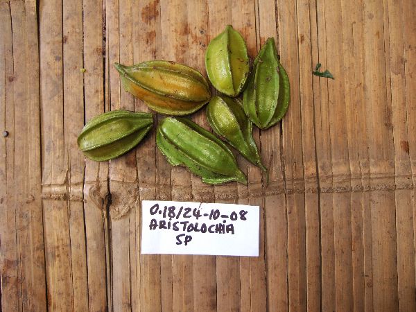 Aristolochia image