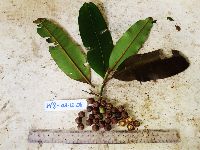 Calophyllum soulattri image