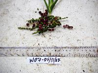 Cordyline fruticosa image