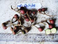 Pimelodendron amboinicum image