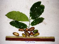 Thumbnail image of current specimen