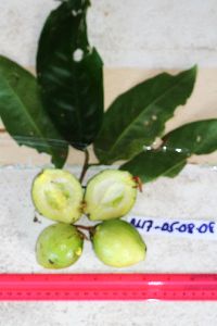 Garcinia maluensis image