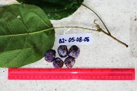 Macaranga punctata image