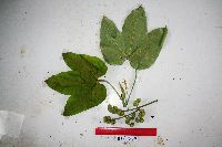 Thumbnail image of current specimen