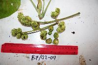 Thumbnail image of current specimen