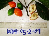 Voacanga grandifolia image