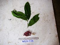 Aphanamixis polystachya image