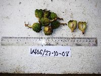 Chisocheton longistipitatus image