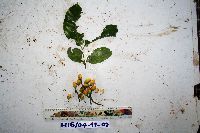 Gnetum latifolium image