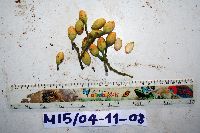 Gnetum latifolium image