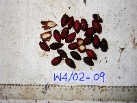 Gnetum costatum image