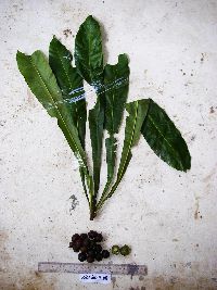 Barringtonia calyptrocalyx image