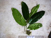 Media resource of Galearia celebica