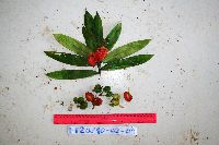 Image Associated With the Occurrence