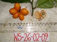 Goniothalamus imbricatus image