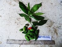 Lepiniopsis ternatensis image