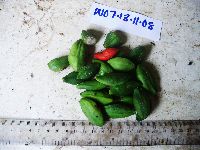 Lepiniopsis ternatensis image