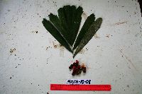 Image of Arenga microcarpa
