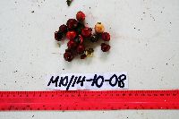 Arenga microcarpa image