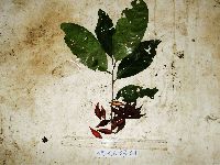 Goniothalamus aruensis image