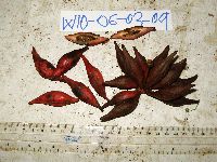 Goniothalamus aruensis image