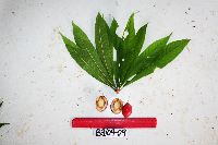 Barringtonia calyptrocalyx image