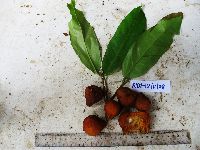 Microcos grandiflora image