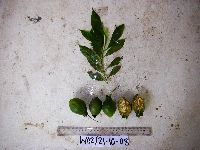 Media resource of Planchonia papuana