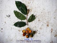 Microcos grandiflora image