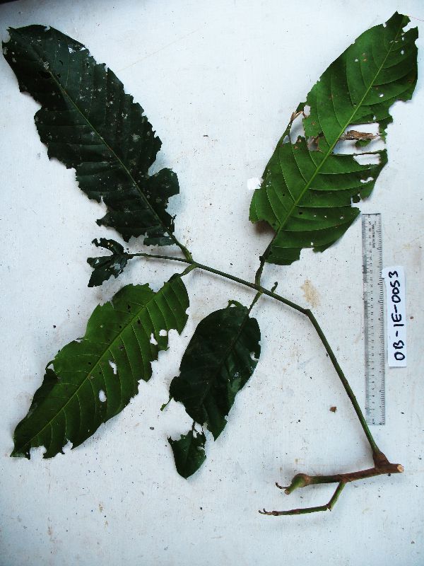 Polyscias ledermannii image