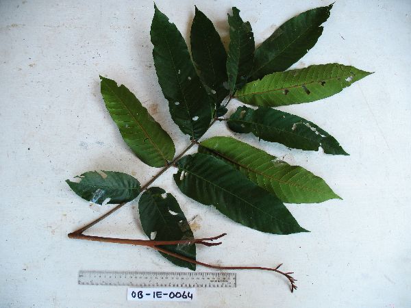 Aglaia sapindina image