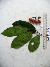 Horsfieldia spicata image
