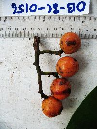 Horsfieldia spicata image