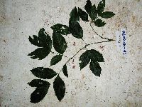 Archidendron glabrum image